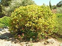 Buplevre - Bupleurum falcatum corsicum (en Corse) (01) (Photo F. Mrugala)